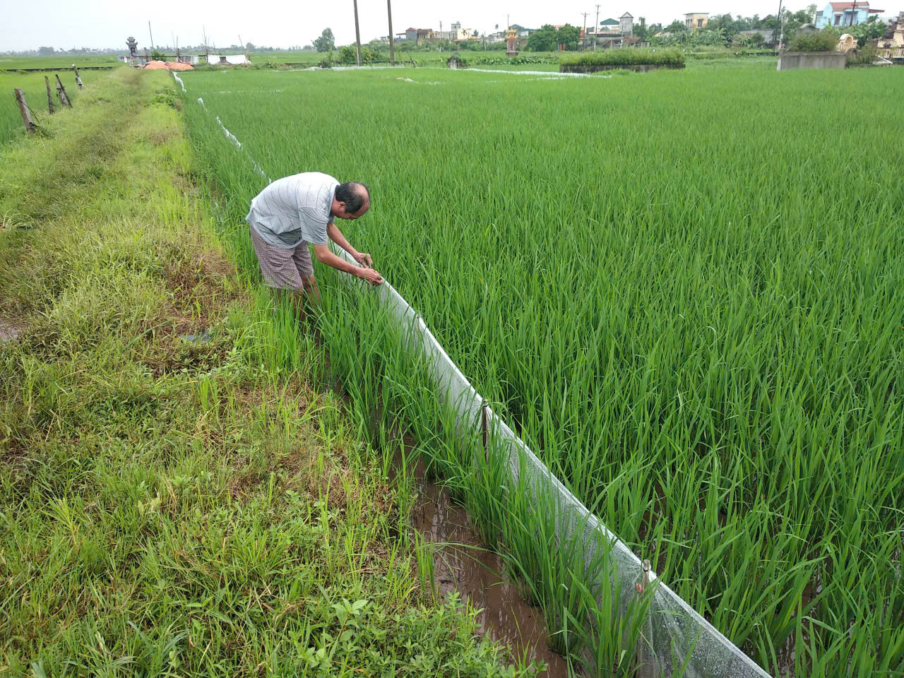 Nông dân xã Vạn Xuân tập trung chăm sóc phòng trừ sâu bệnh bảo vệ lúa mùa năm 2026